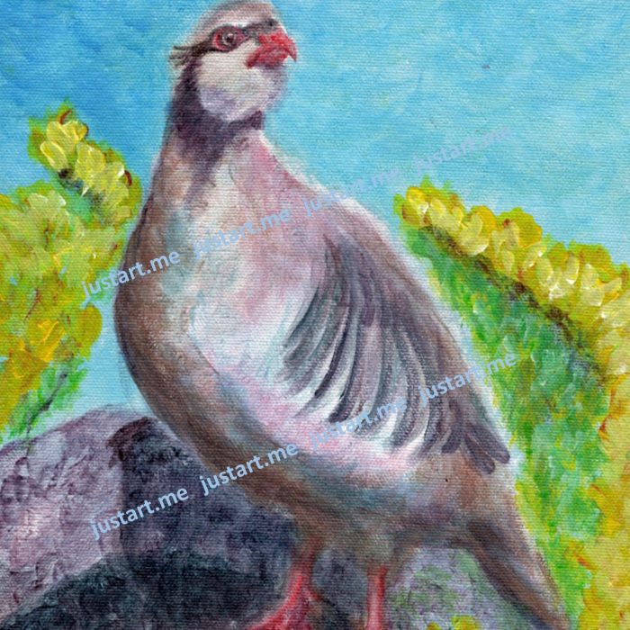 Chukar partridge