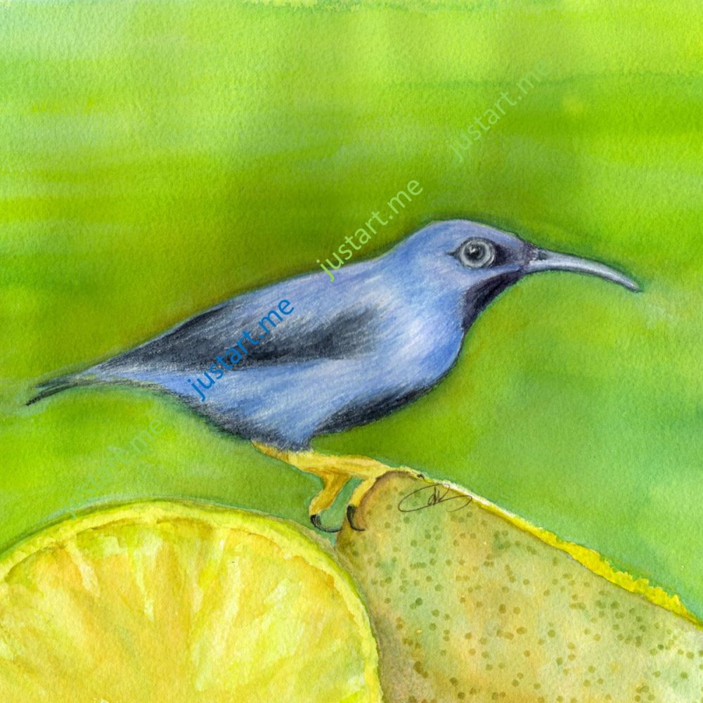 Honeycreeper with Watermark