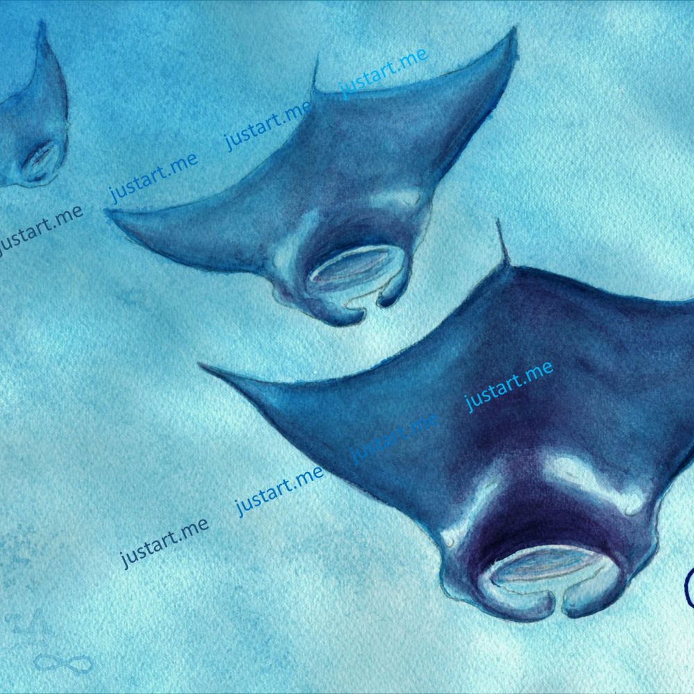 Manta Trio Blue 14x11 Watermark